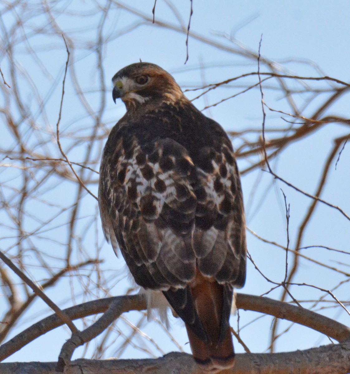 Red-tailed Hawk - ML615303678