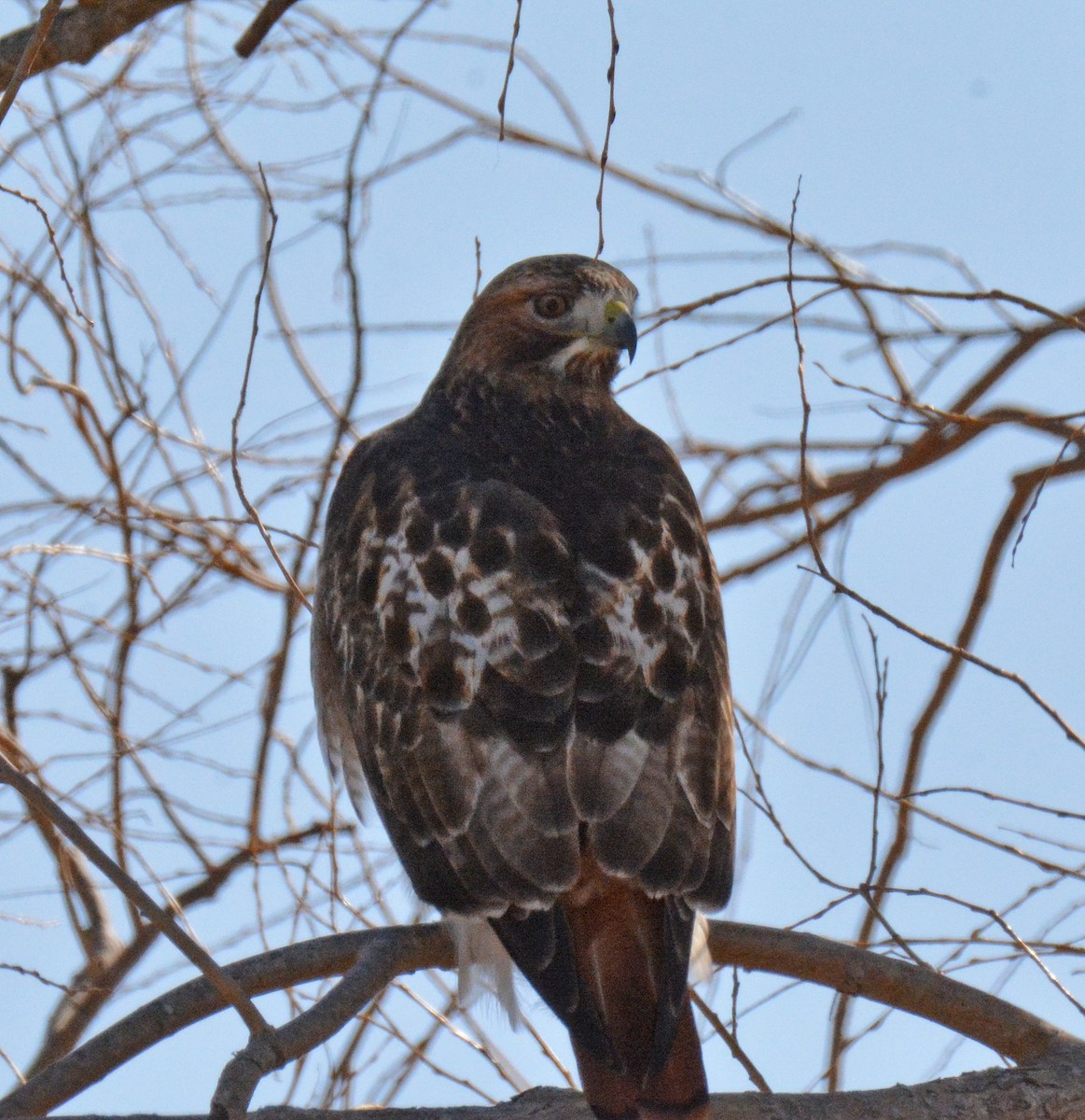 Red-tailed Hawk - ML615303679