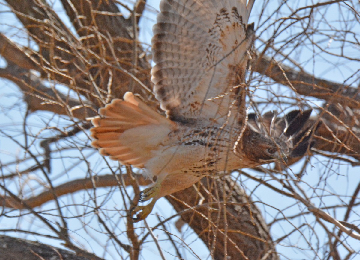 Red-tailed Hawk - ML615303682
