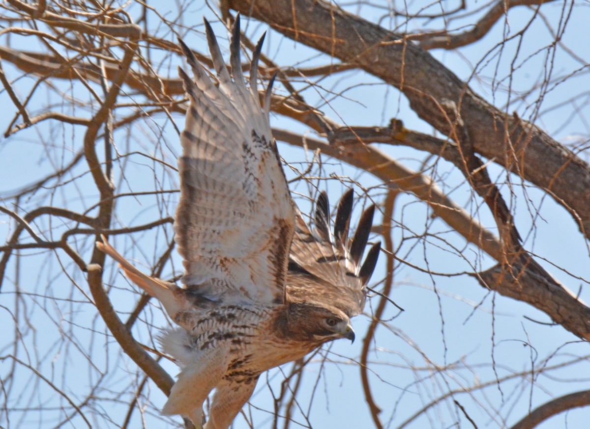 Red-tailed Hawk - ML615303685