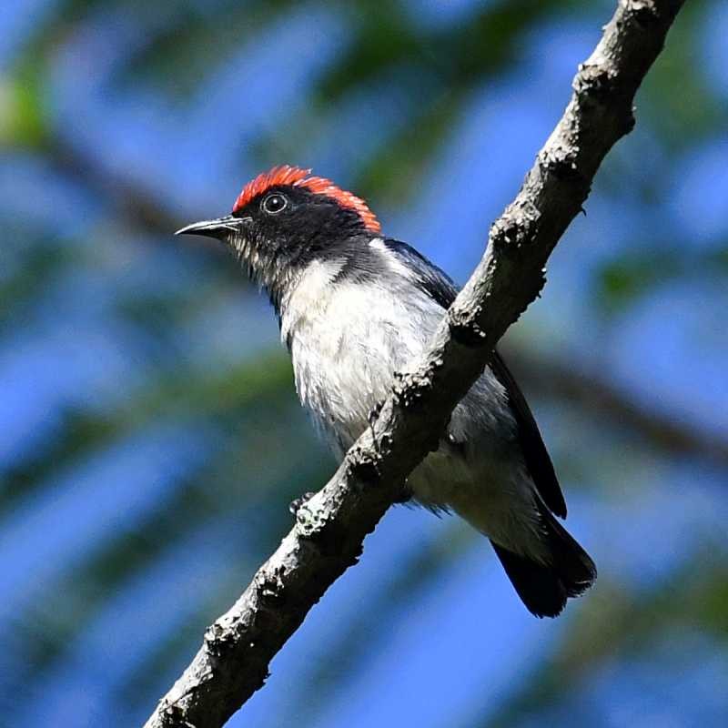 Scarlet-backed Flowerpecker - ML615303821