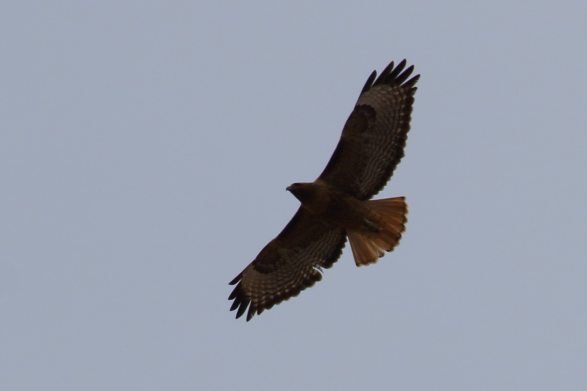 Red-tailed Hawk - ML615303829