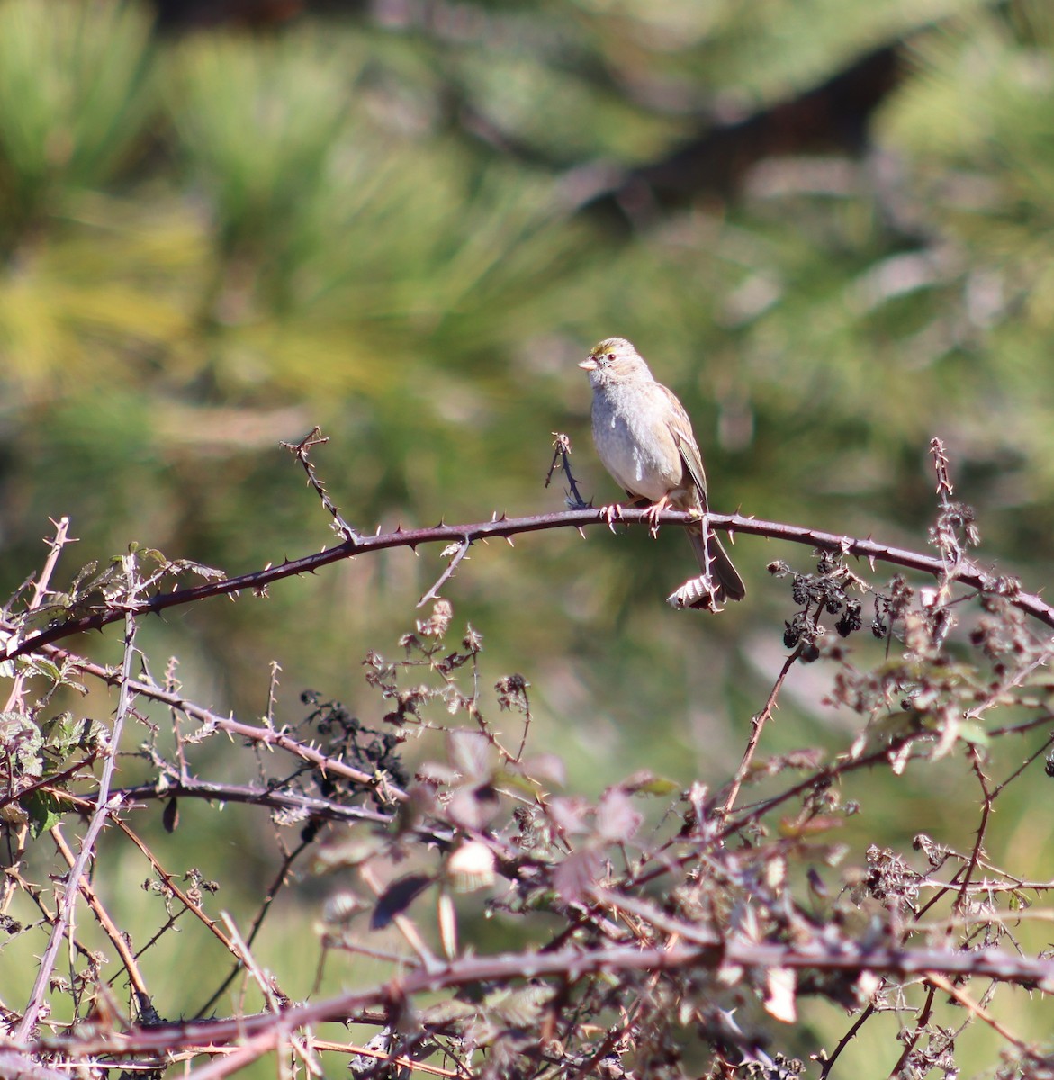 Golden-crowned Sparrow - ML615303894