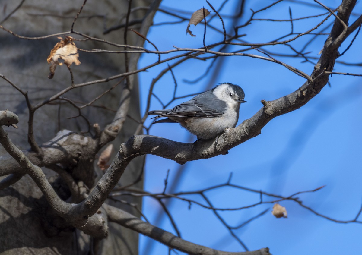 White-breasted Nuthatch - ML615303895