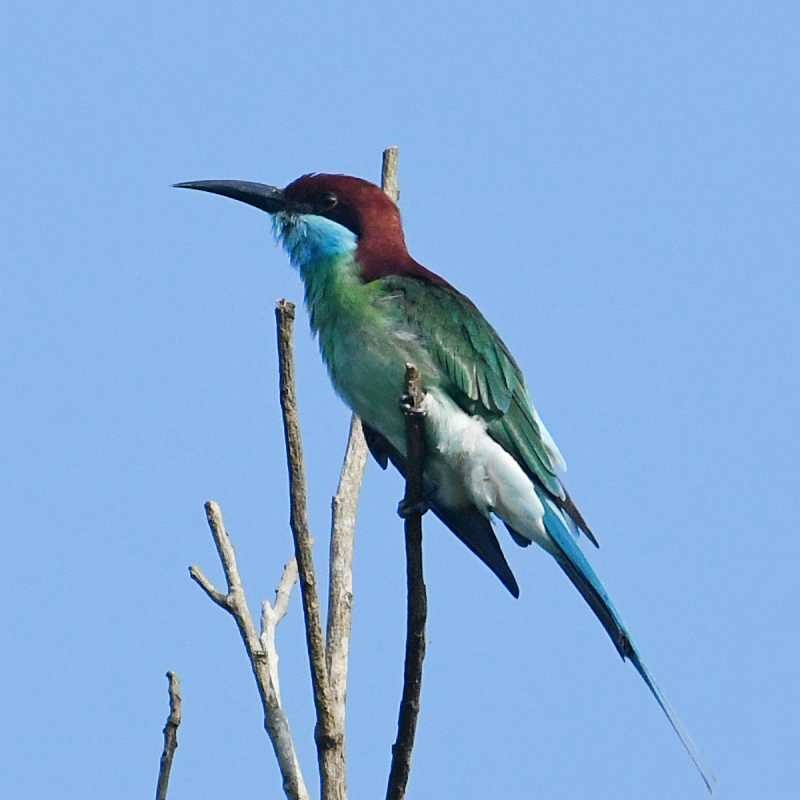 Blue-throated Bee-eater - ML615303903