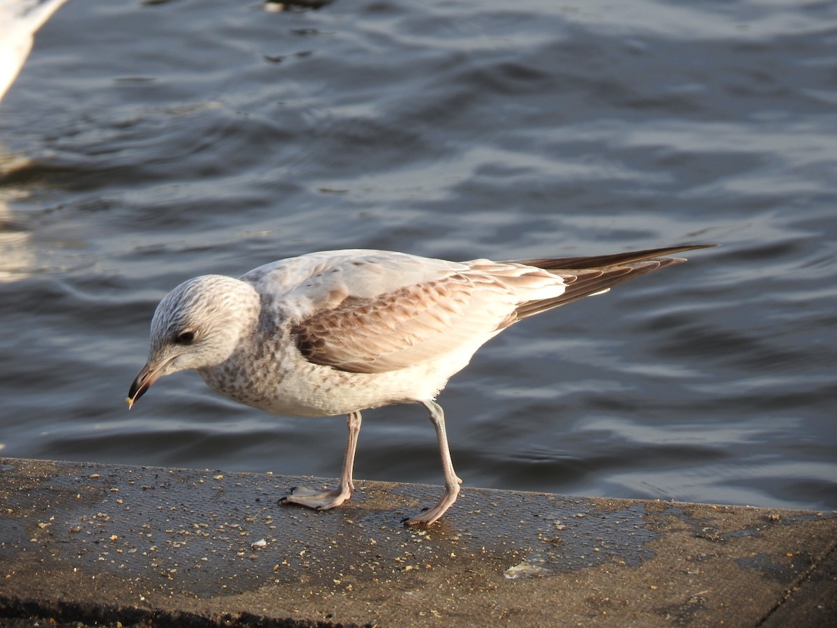 Common Gull - Alan Younger
