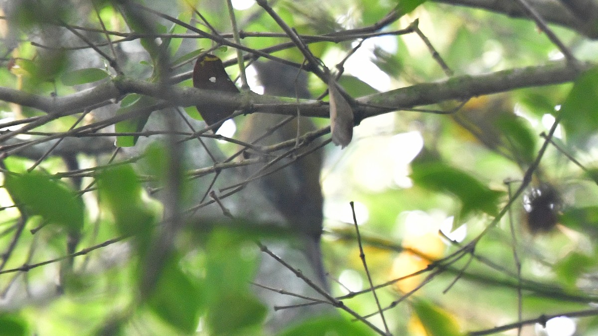 Gray-headed Woodpecker - ML615304124