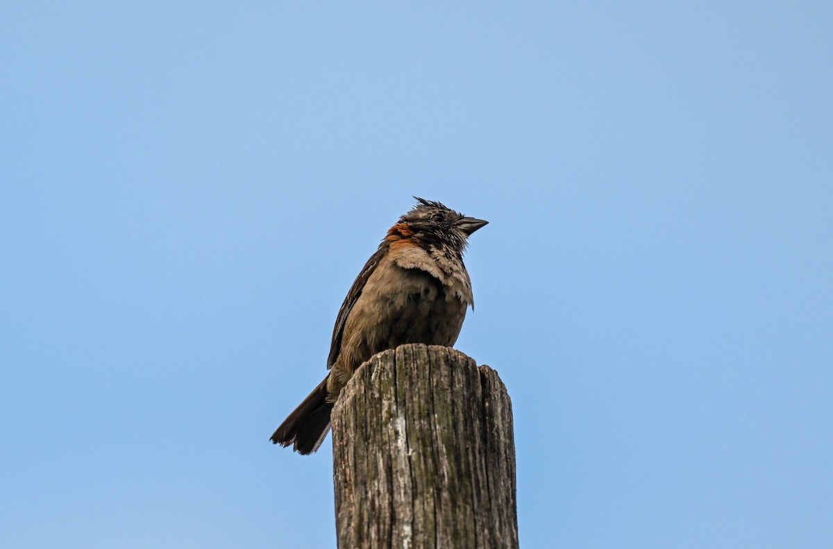 Rufous-collared Sparrow - Michael Hyman