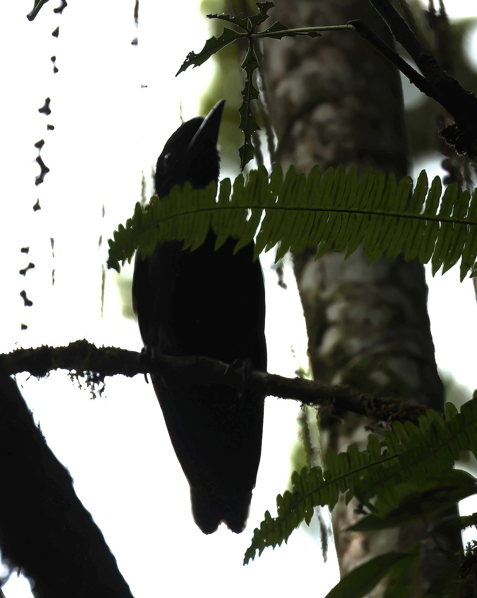 Bare-necked Umbrellabird - ML615304244