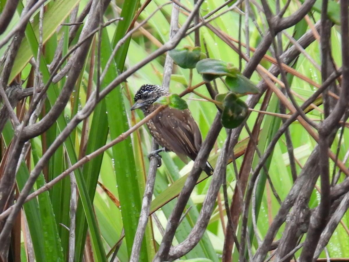 Spotted Piculet - ML615304458