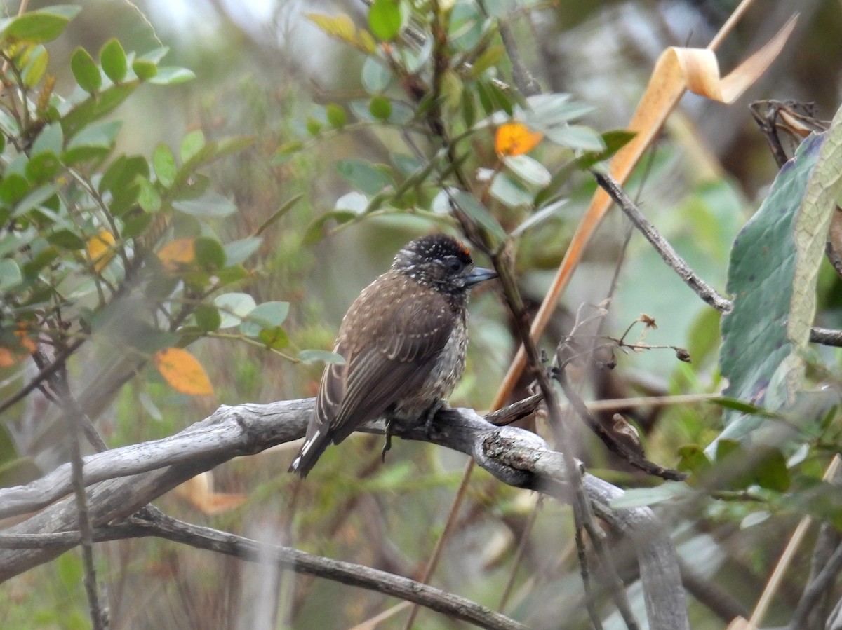 Spotted Piculet - ML615304459