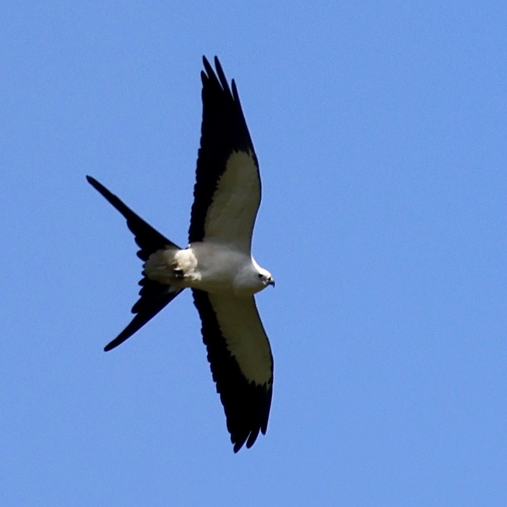 Swallow-tailed Kite - ML615304743