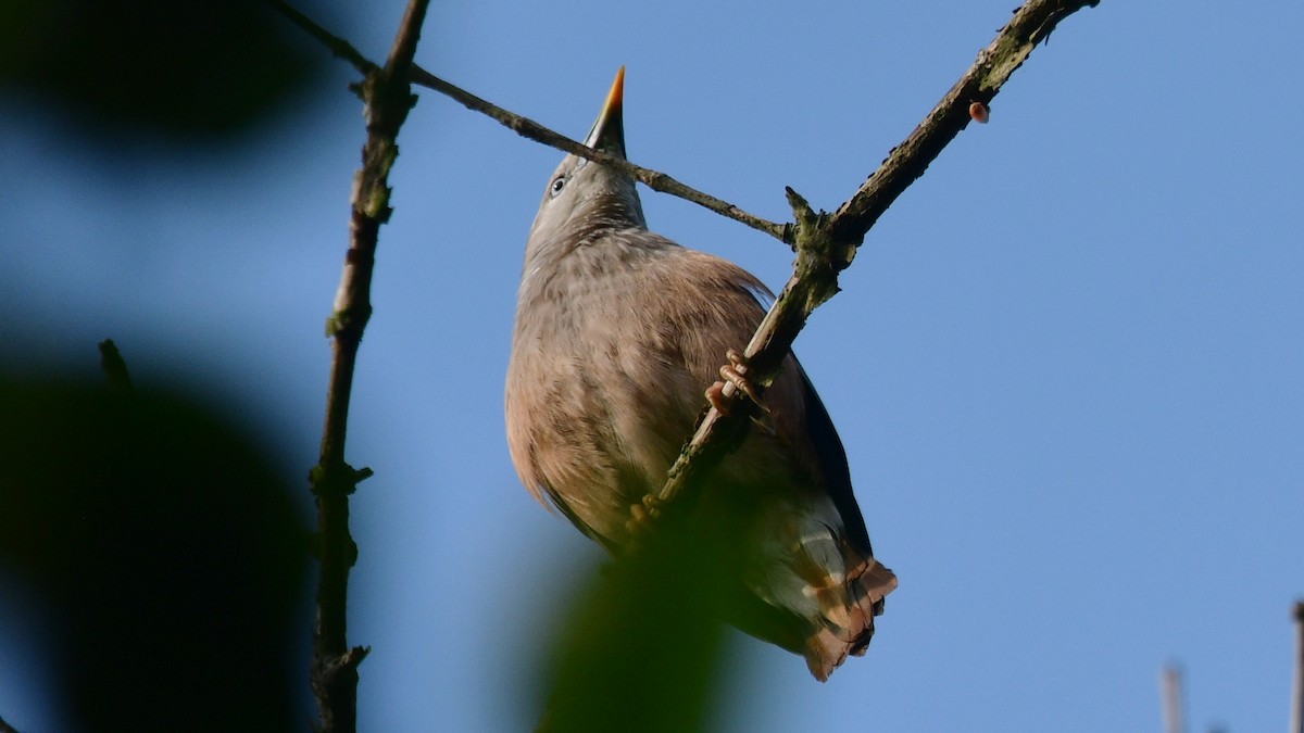 Chestnut-tailed Starling - ML615304776