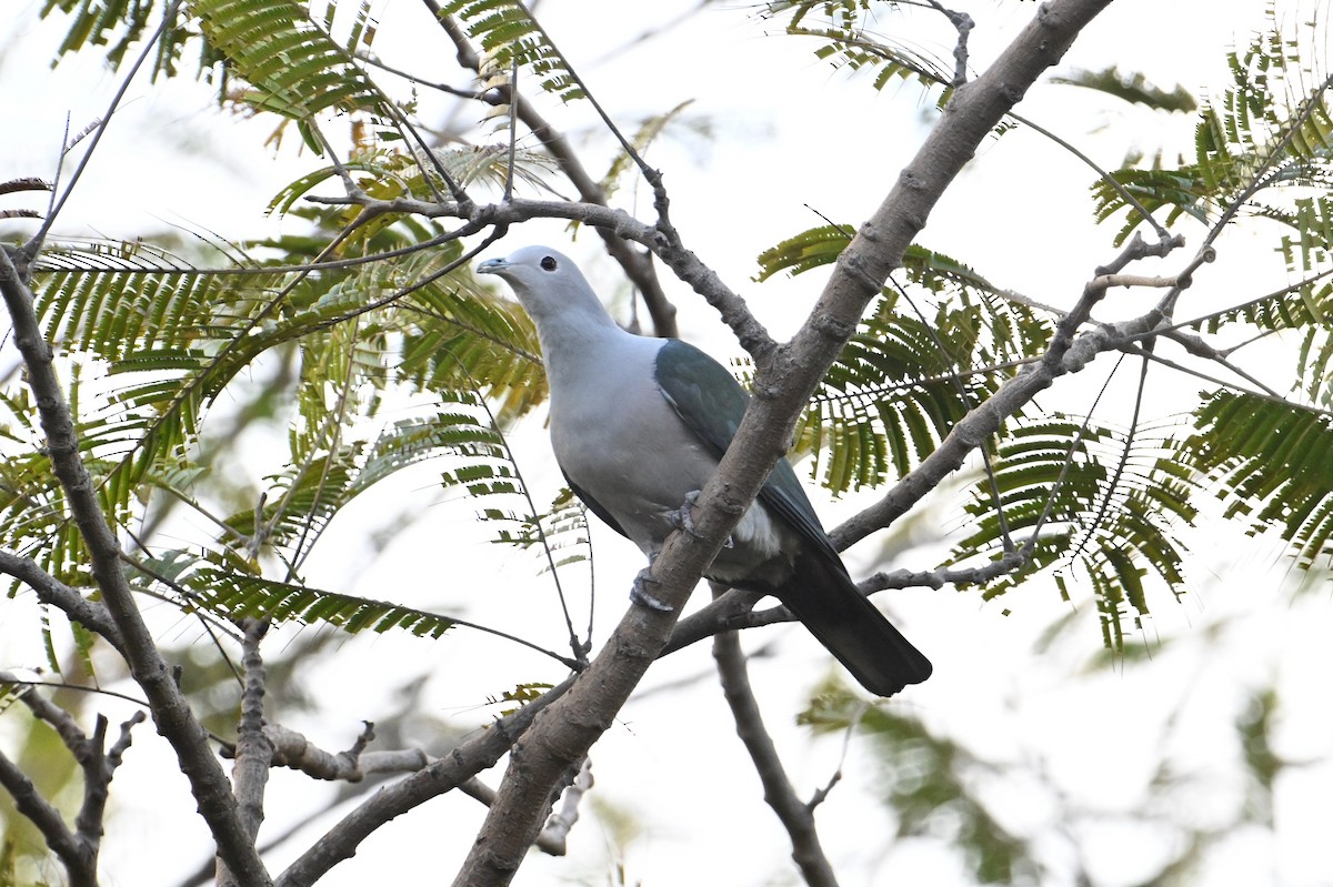 Green Imperial-Pigeon - ML615305087