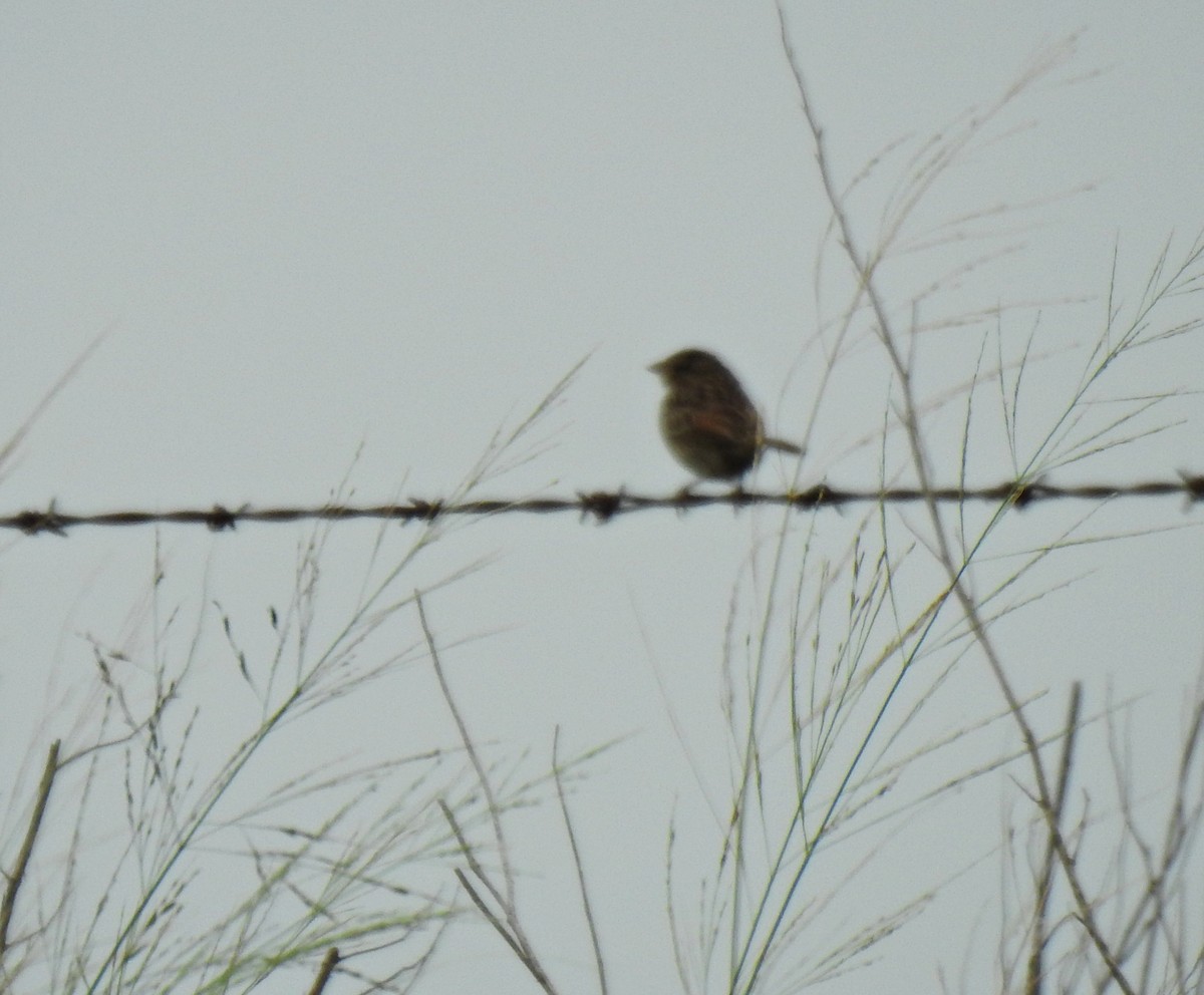 Grassland Sparrow - ML615305243