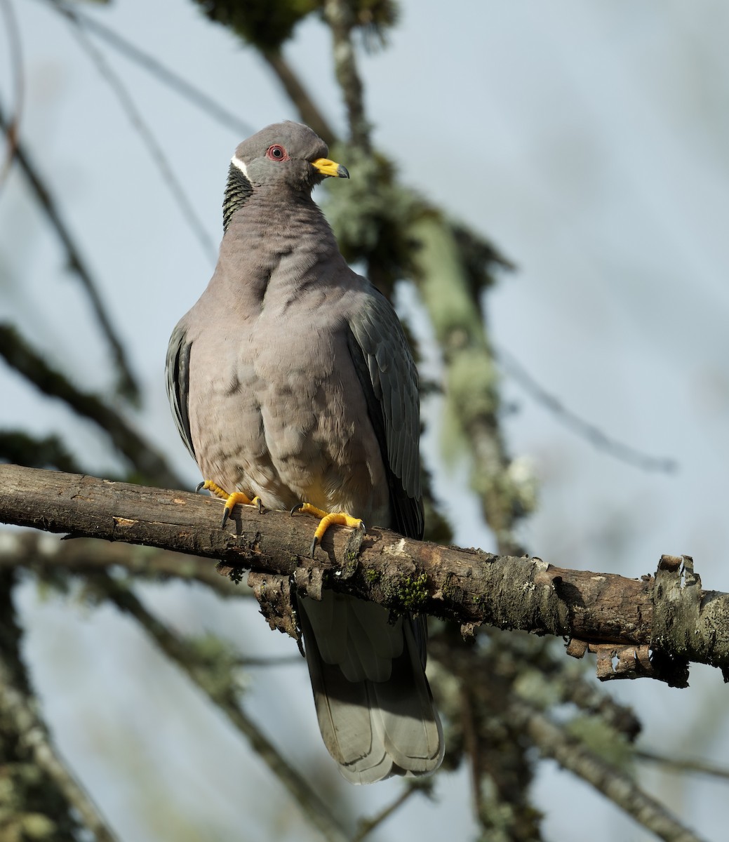 Band-tailed Pigeon - ML615305351
