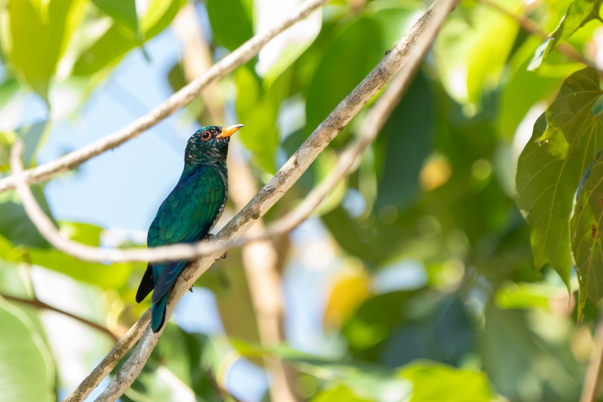 Asian Emerald Cuckoo - ML615305392
