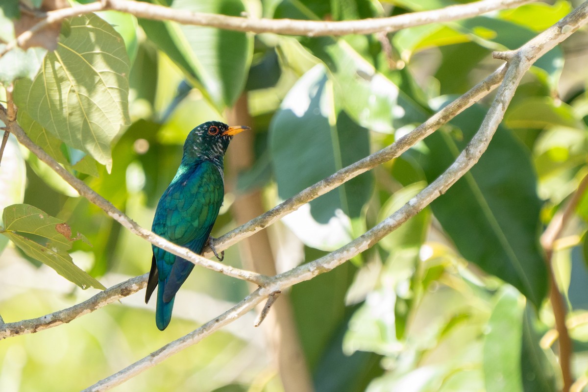 Asian Emerald Cuckoo - ML615305393