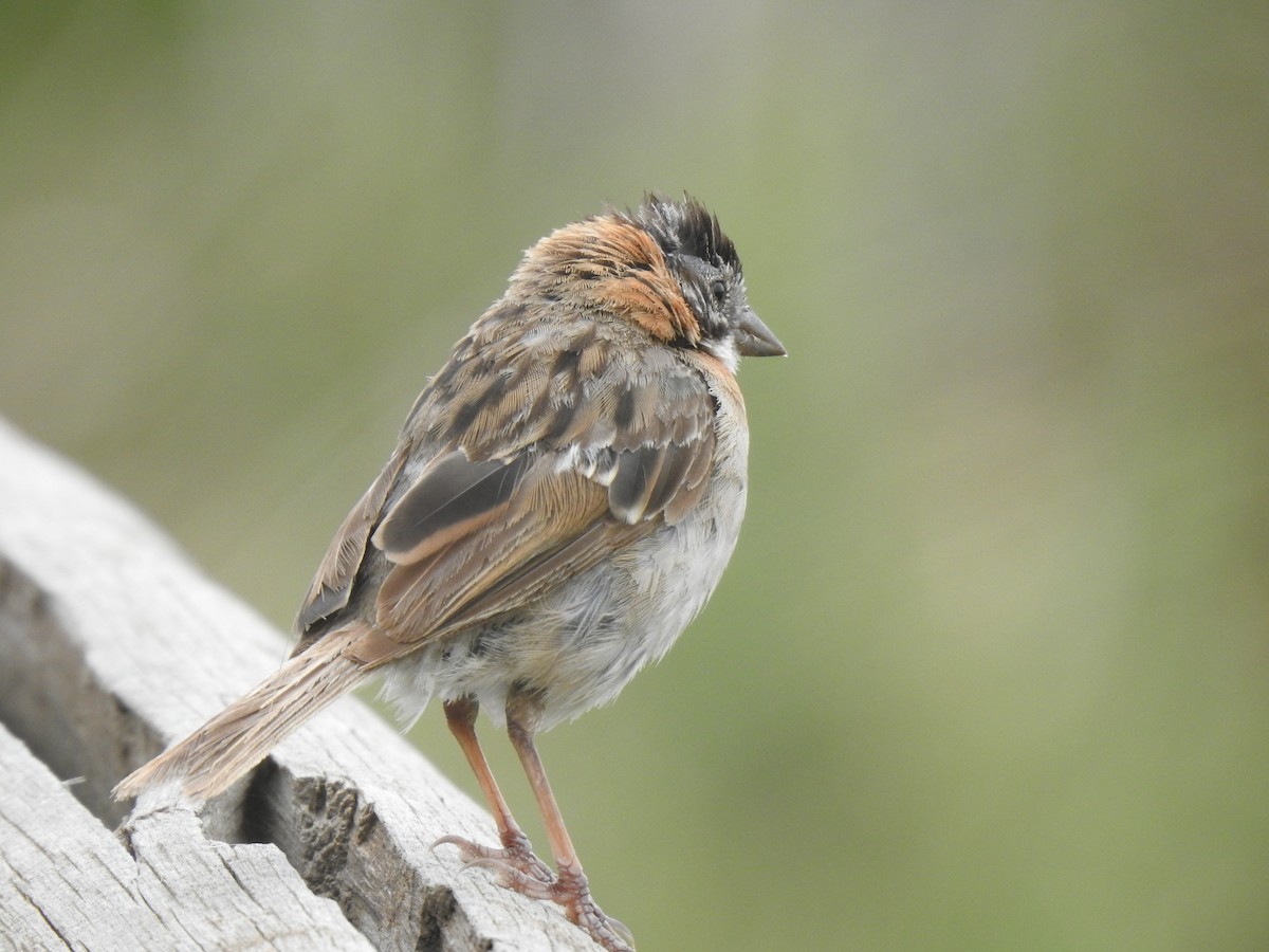 Rufous-collared Sparrow - ML615305408