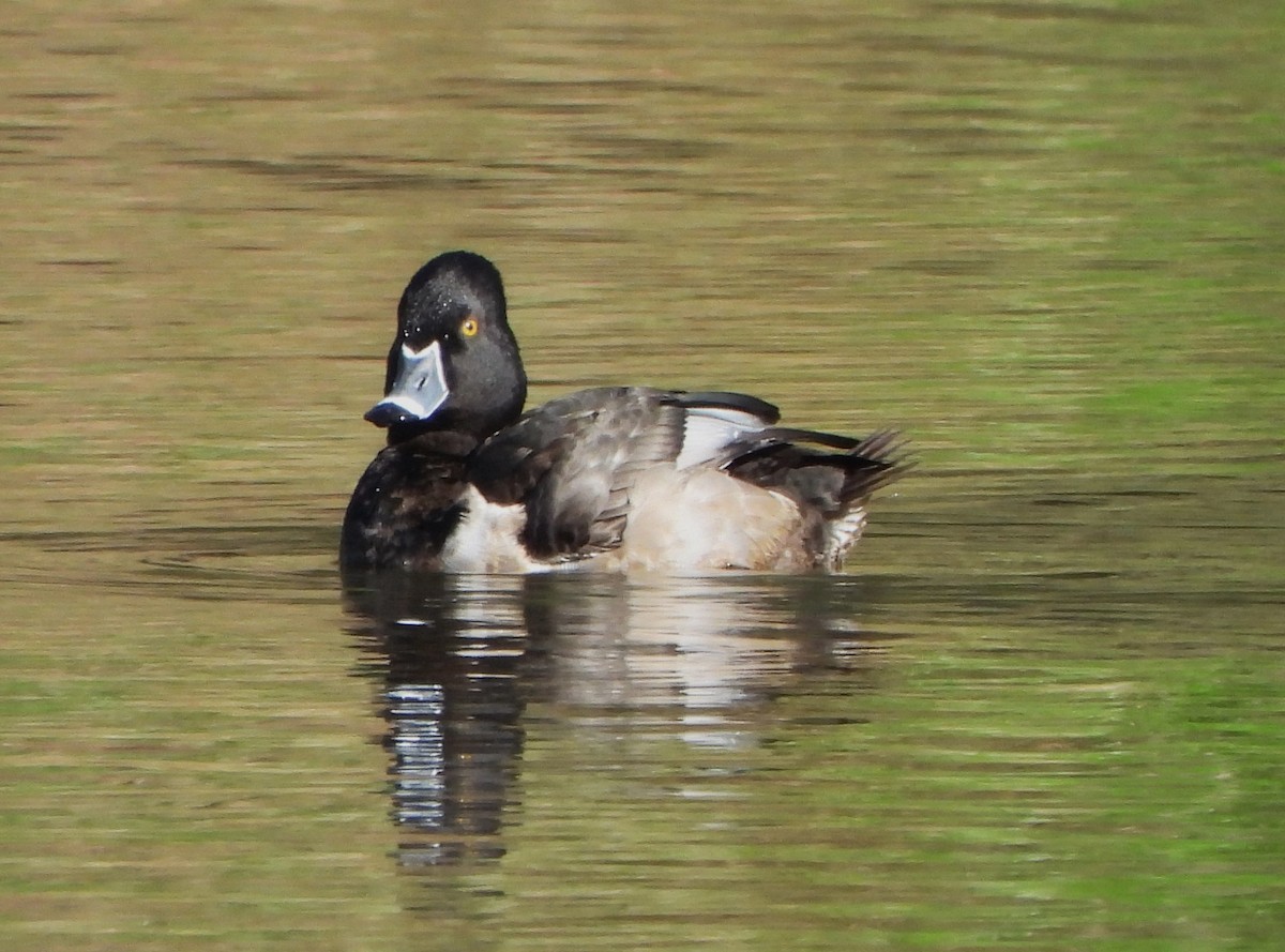Ring-necked Duck - ML615305587