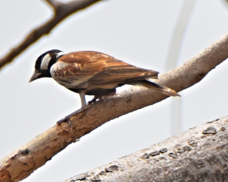 Chestnut-backed Sparrow-Lark - ML615305839