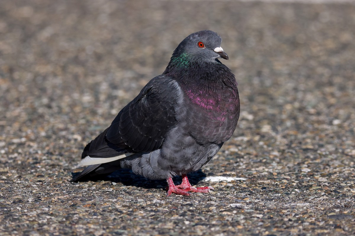 Rock Pigeon (Feral Pigeon) - ML615305928