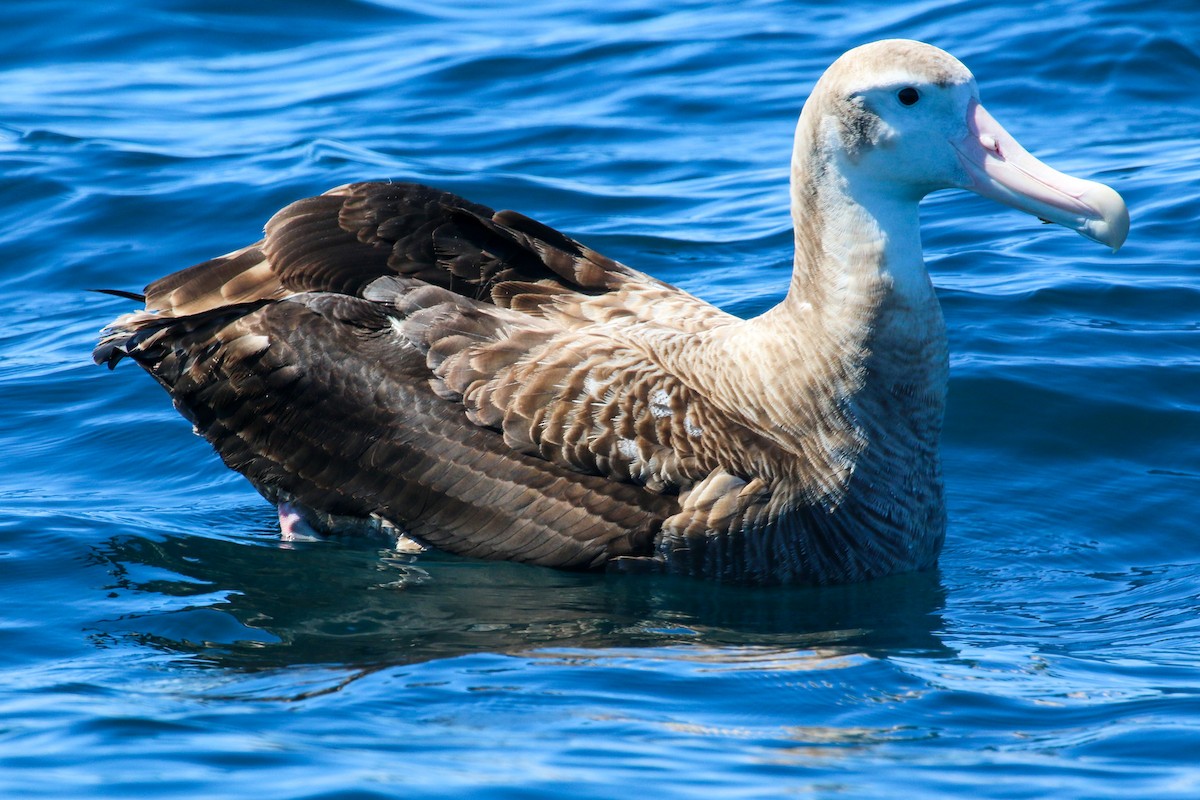 albatros stěhovavý - ML615305931