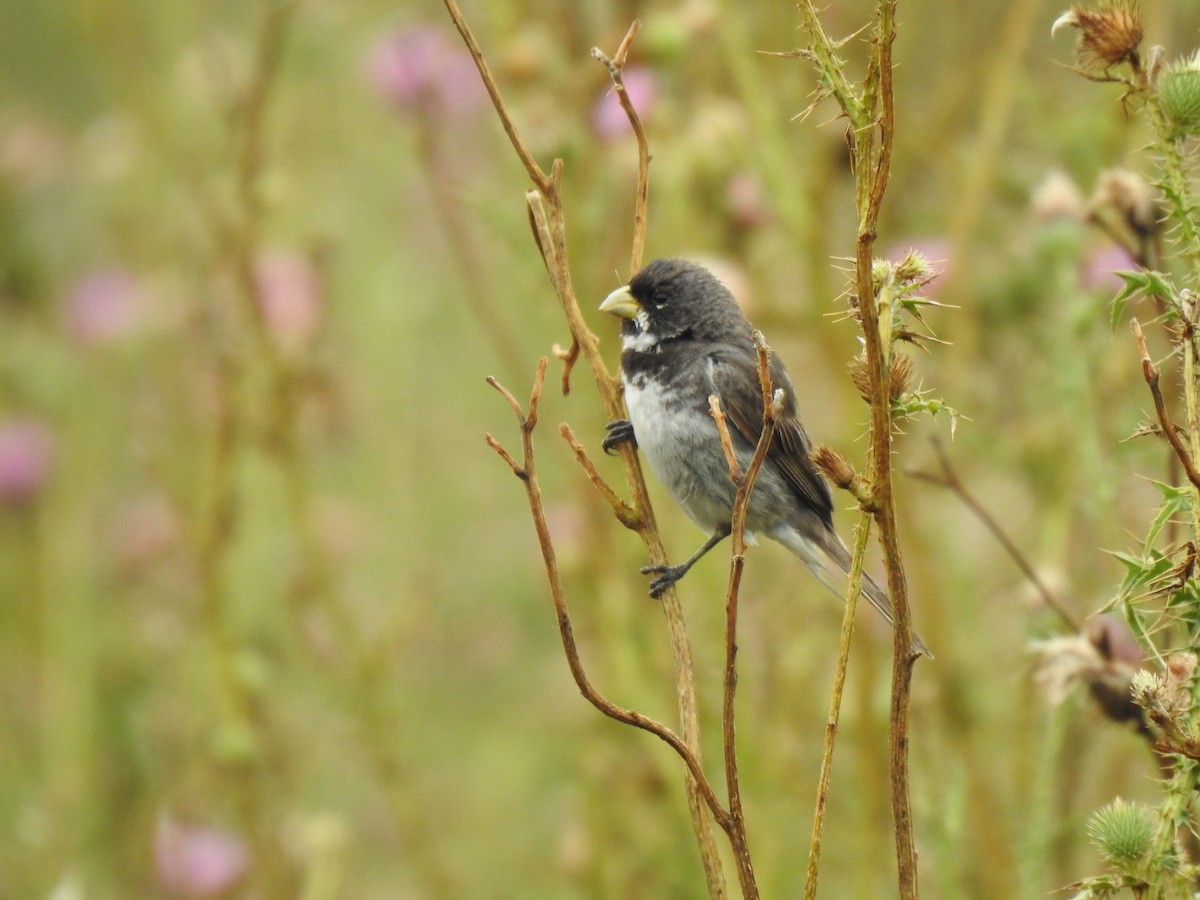 Double-collared Seedeater - ML615305948