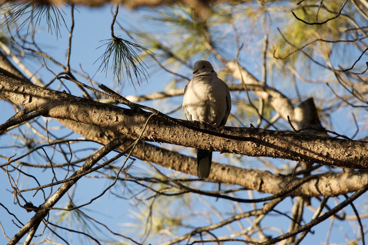 Eurasian Collared-Dove - ML615305966