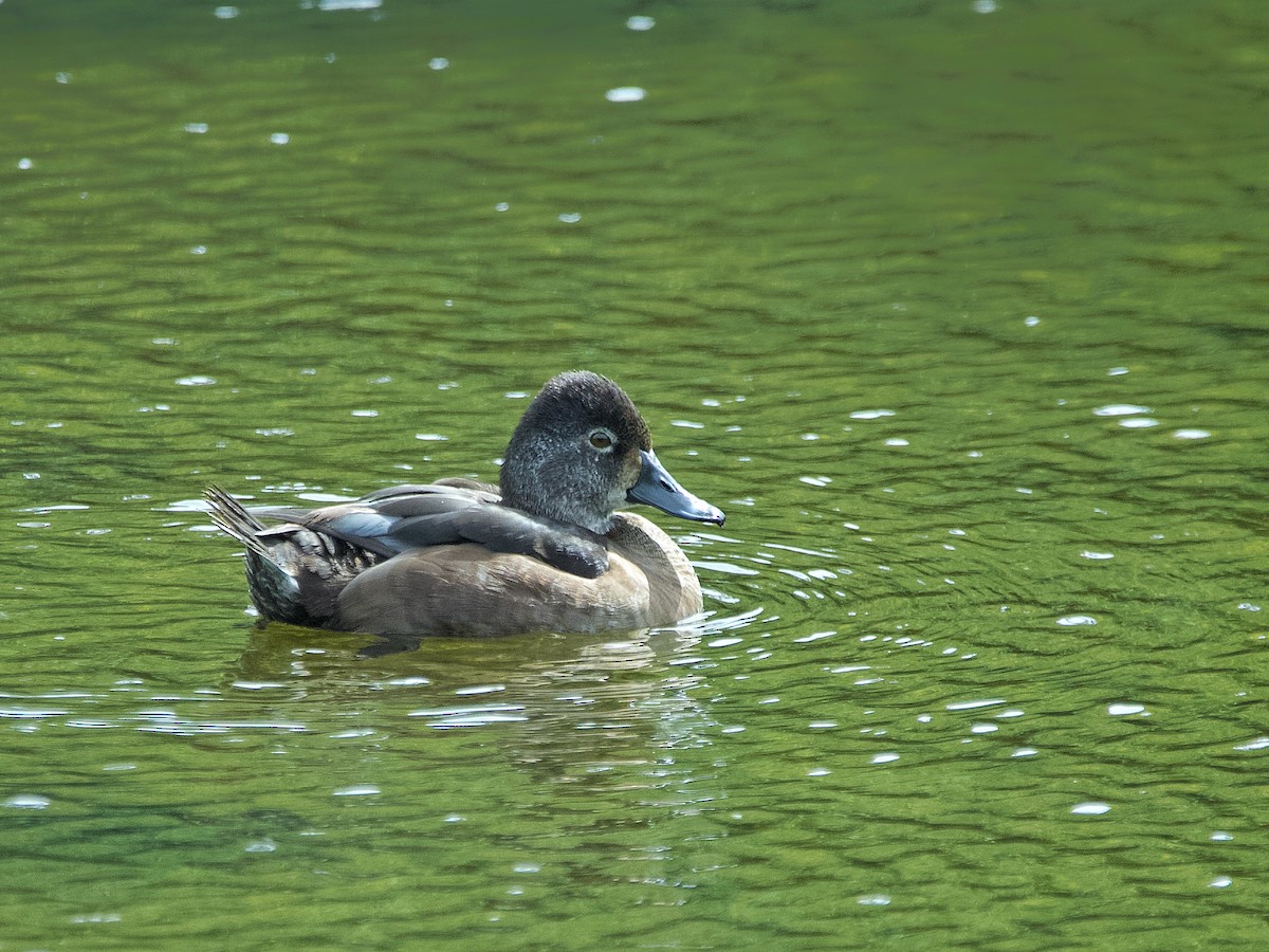 Ring-necked Duck - ML615306232