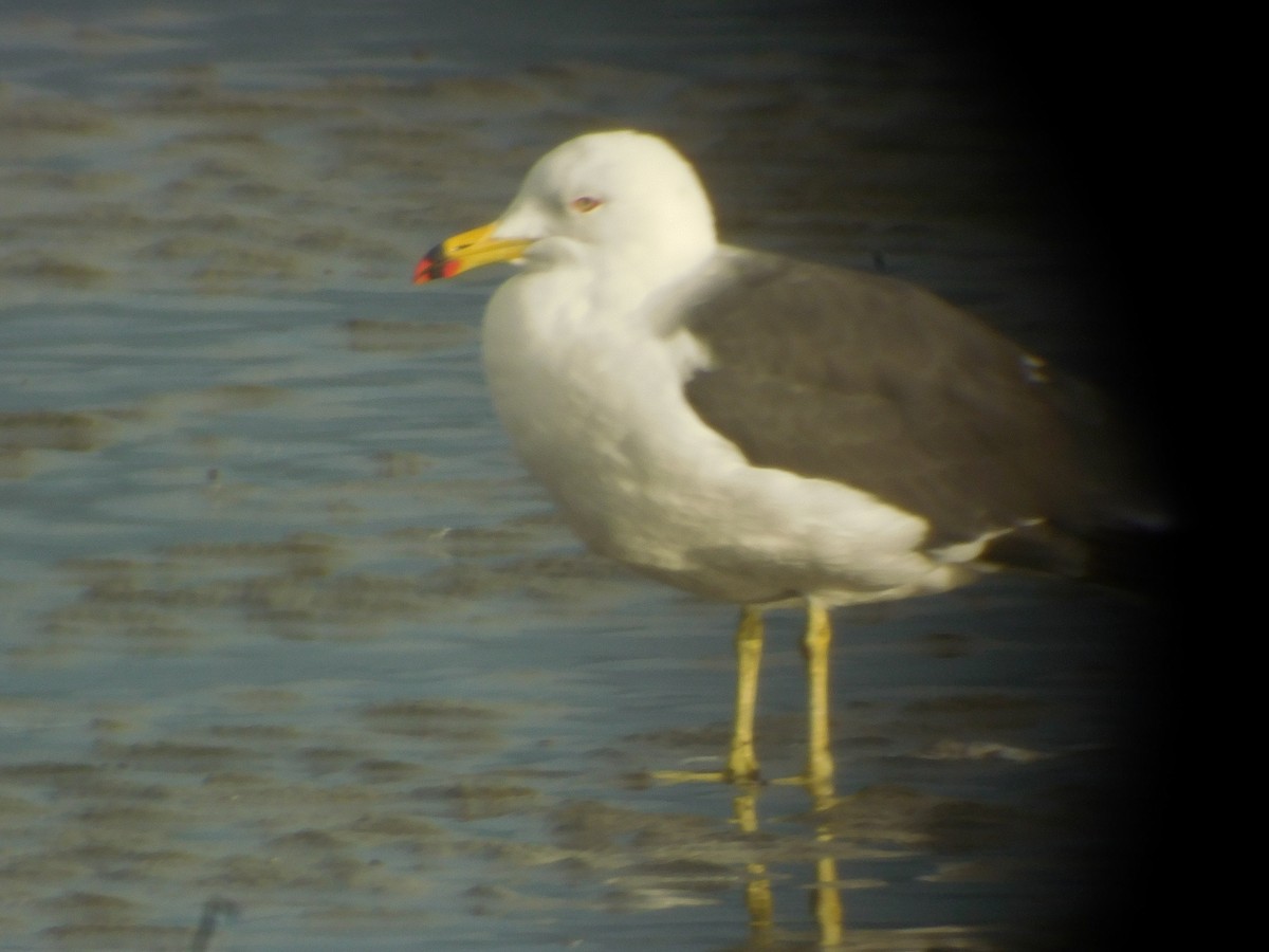 Black-tailed Gull - ML615306240