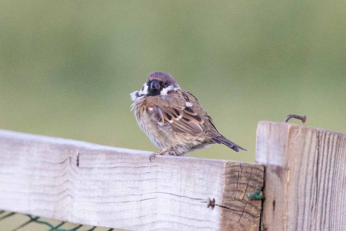 Eurasian Tree Sparrow - ML615306376