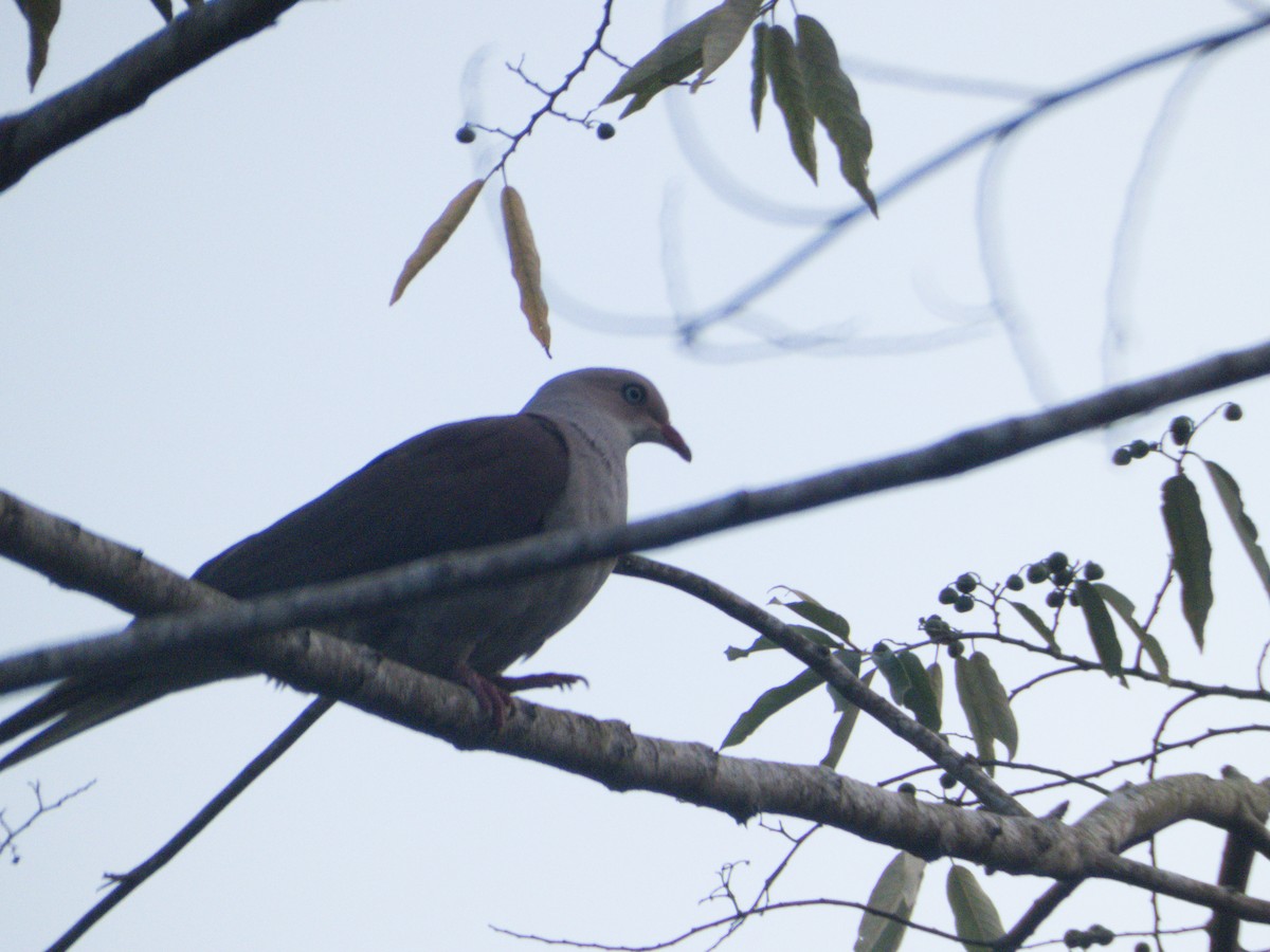 Mountain Imperial-Pigeon - ML615306401