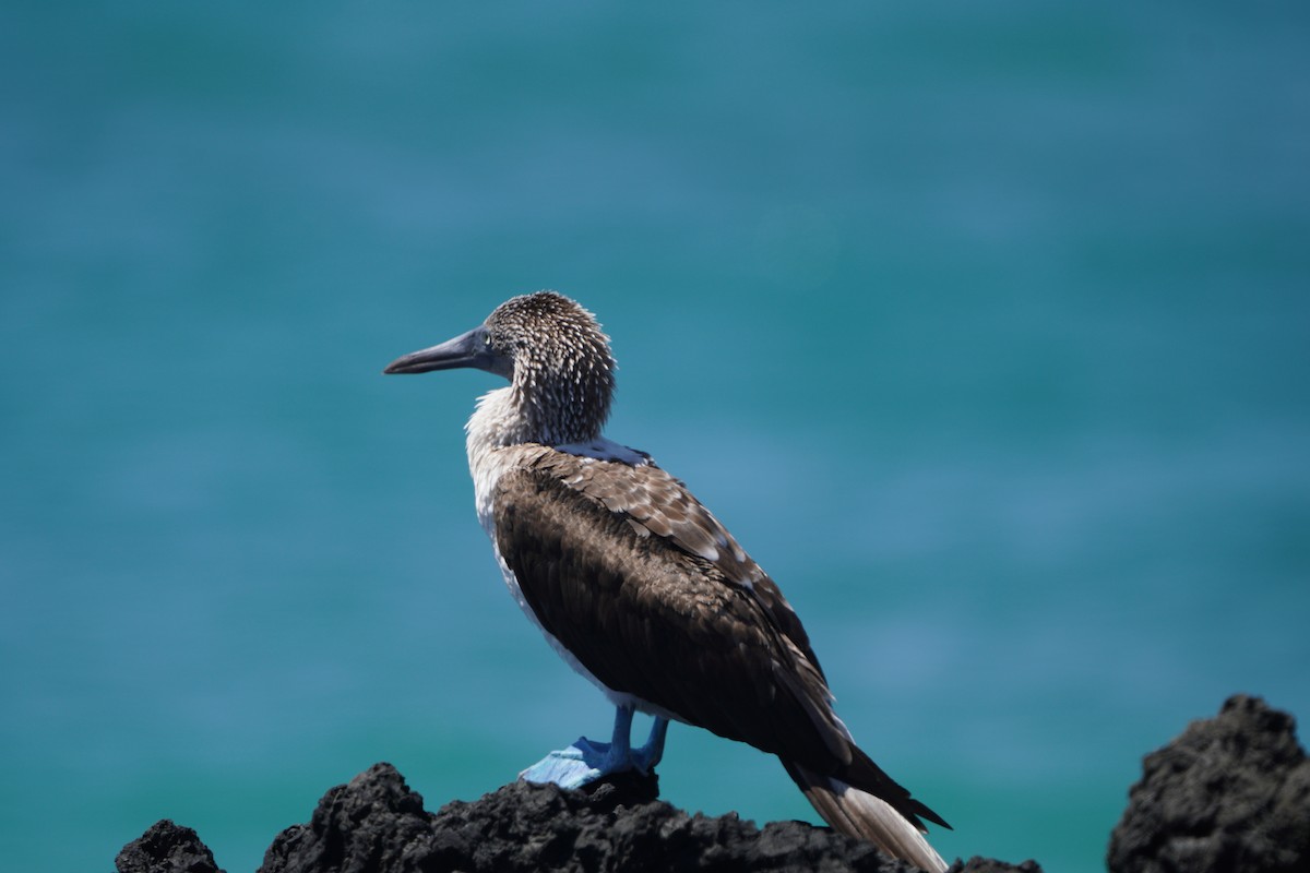 Blue-footed Booby - ML615306551