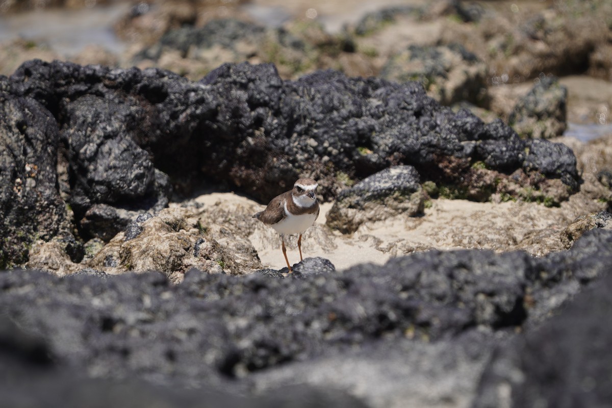 Semipalmated Plover - ML615306560