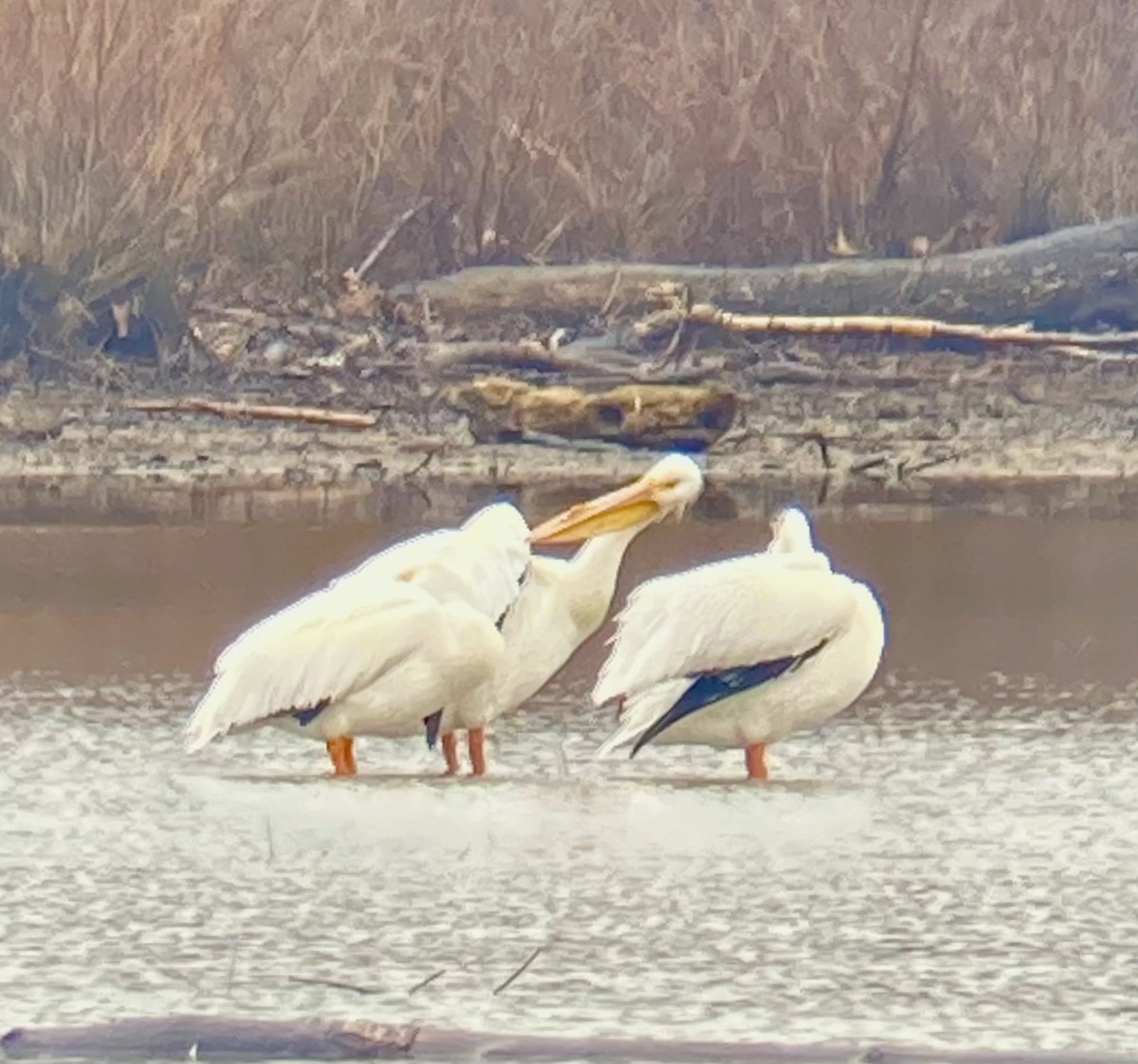 pelikán severoamerický - ML615306965