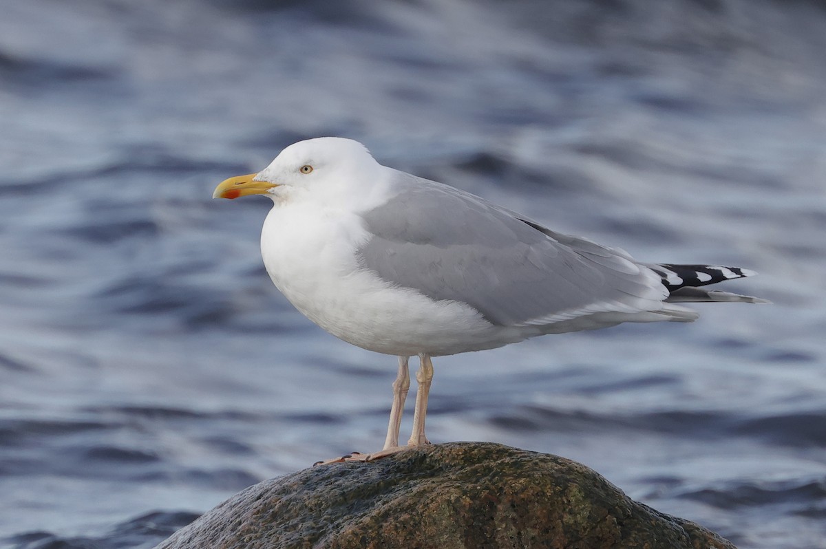 Herring Gull (European) - ML615307046
