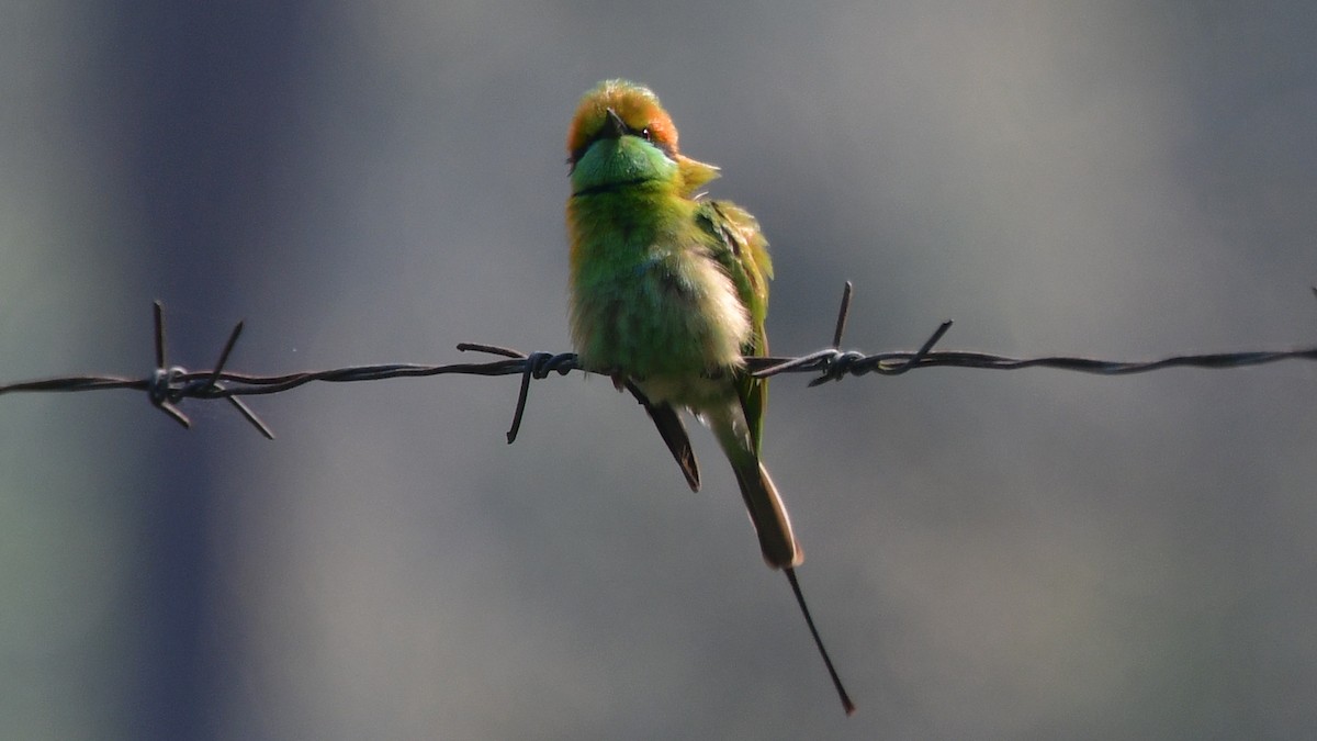 Asian Green Bee-eater - ML615307054