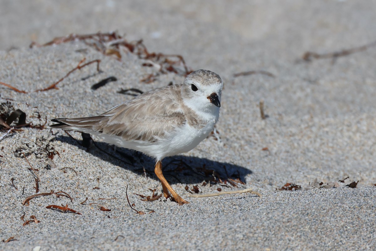Piping Plover - ML615307058