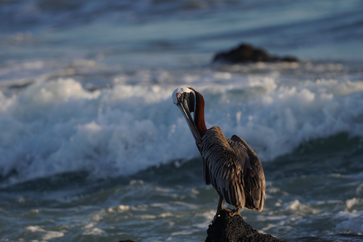 pelikán hnědý - ML615307557