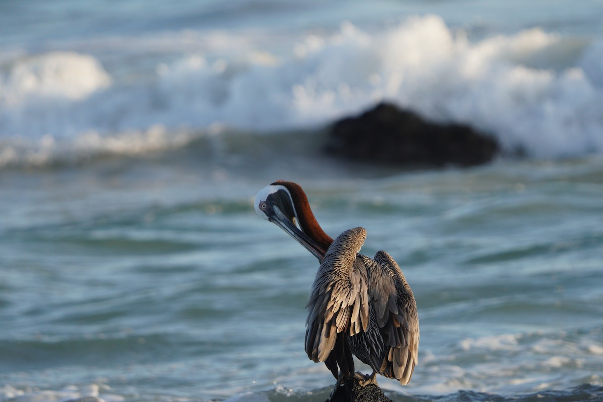 pelikán hnědý - ML615307562