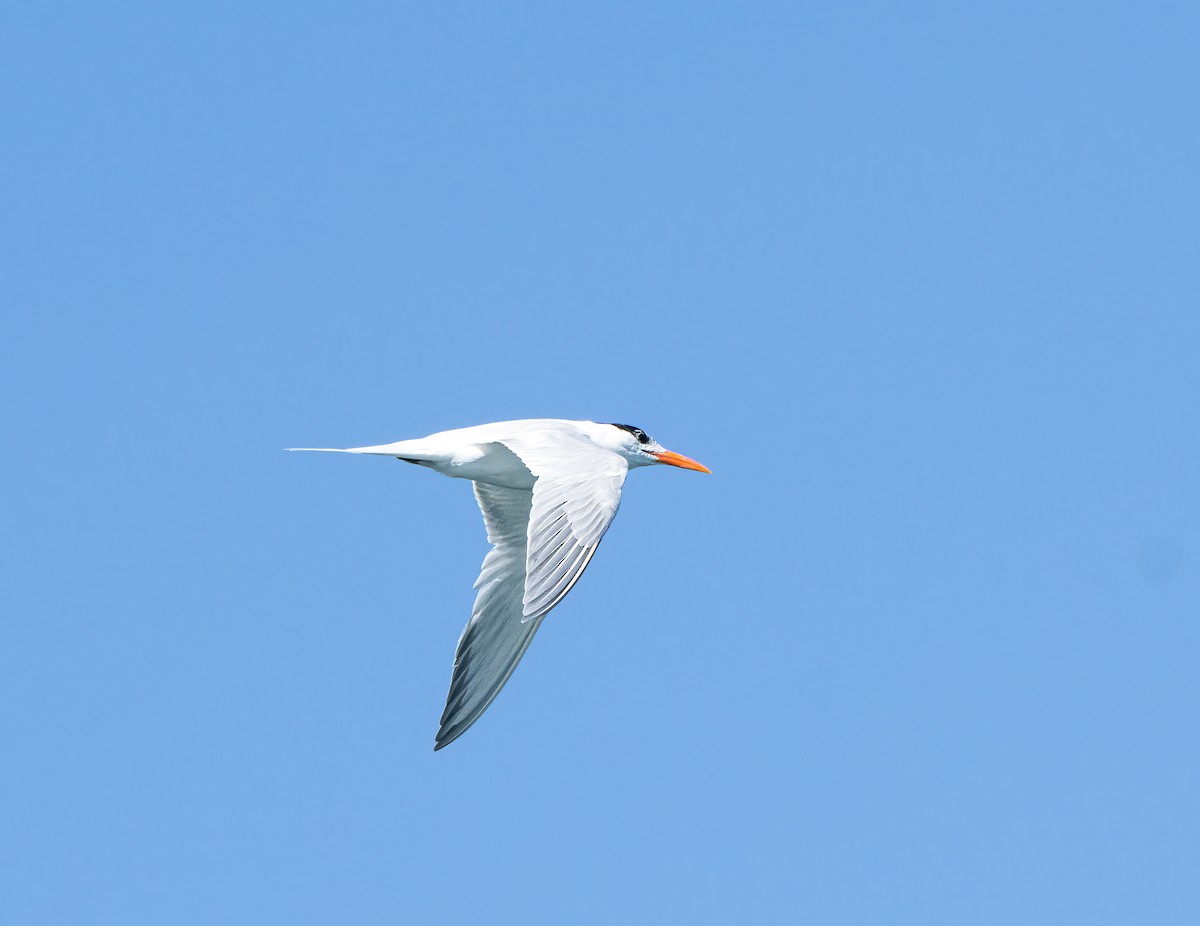Royal Tern - Pete Myers