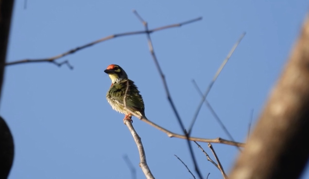 Coppersmith Barbet (Western Yellow-faced) - ML615307724