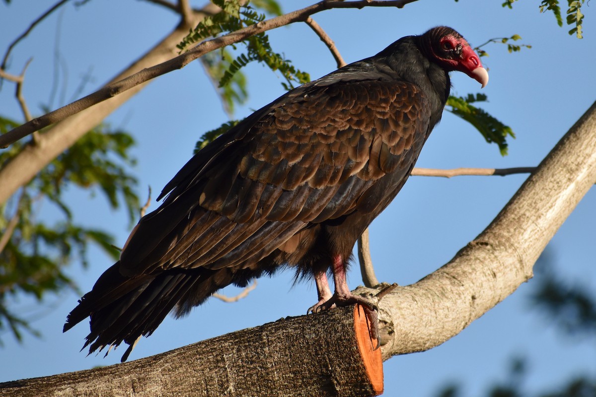 Turkey Vulture - Bill Boeringer