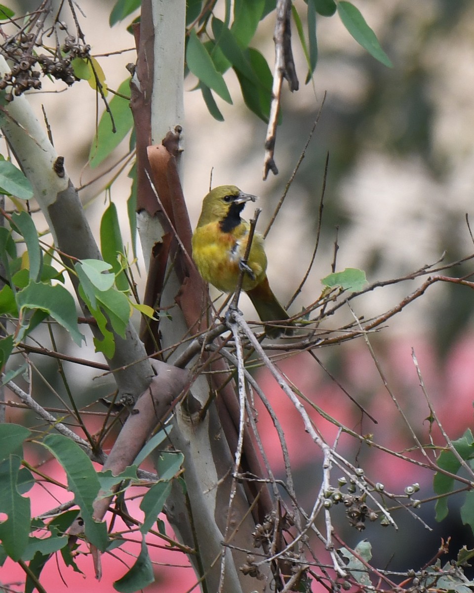 Orchard Oriole - ML615307910