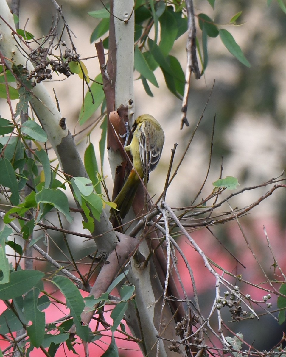 Orchard Oriole - ML615307911