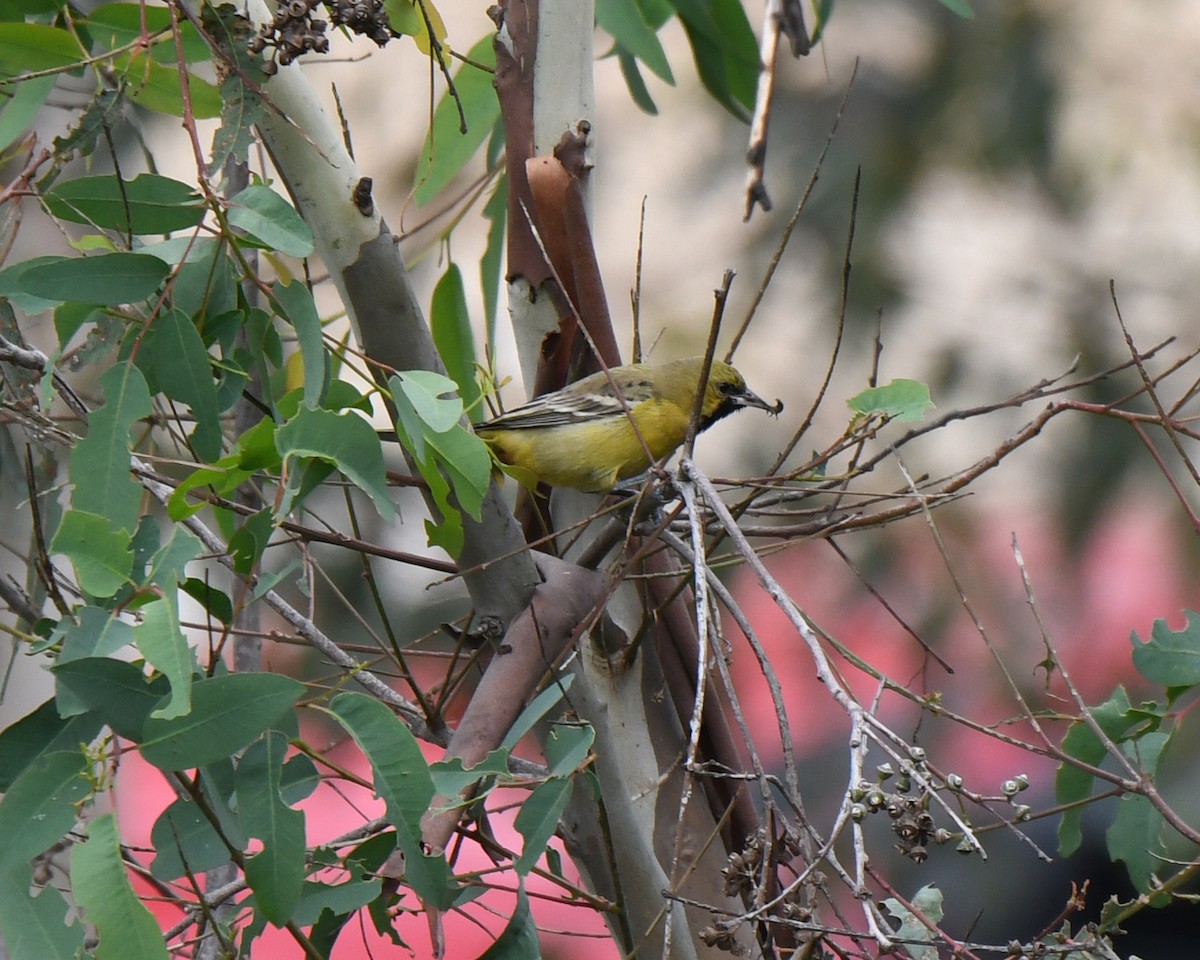 Orchard Oriole - ML615307912