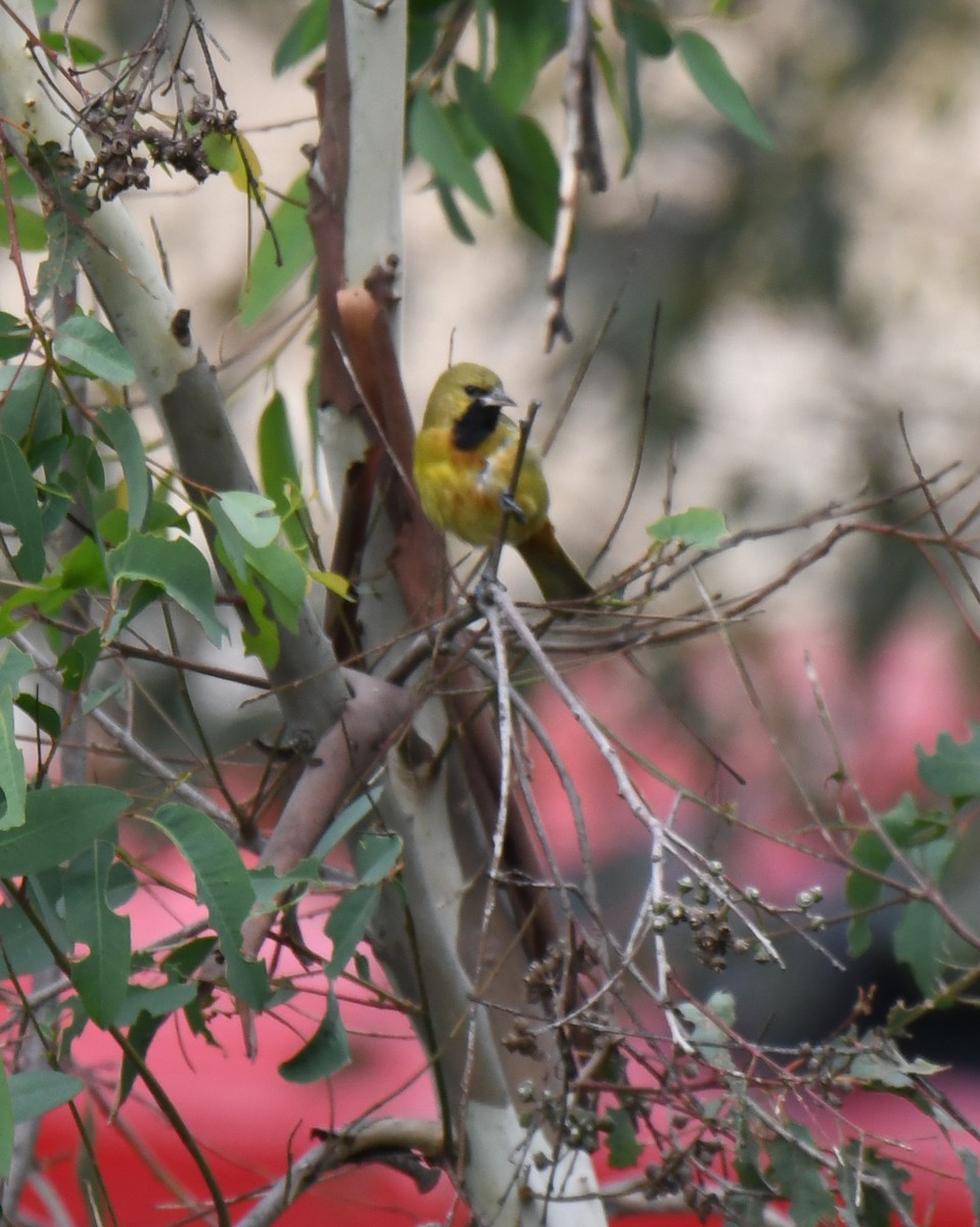 Orchard Oriole - ML615307913