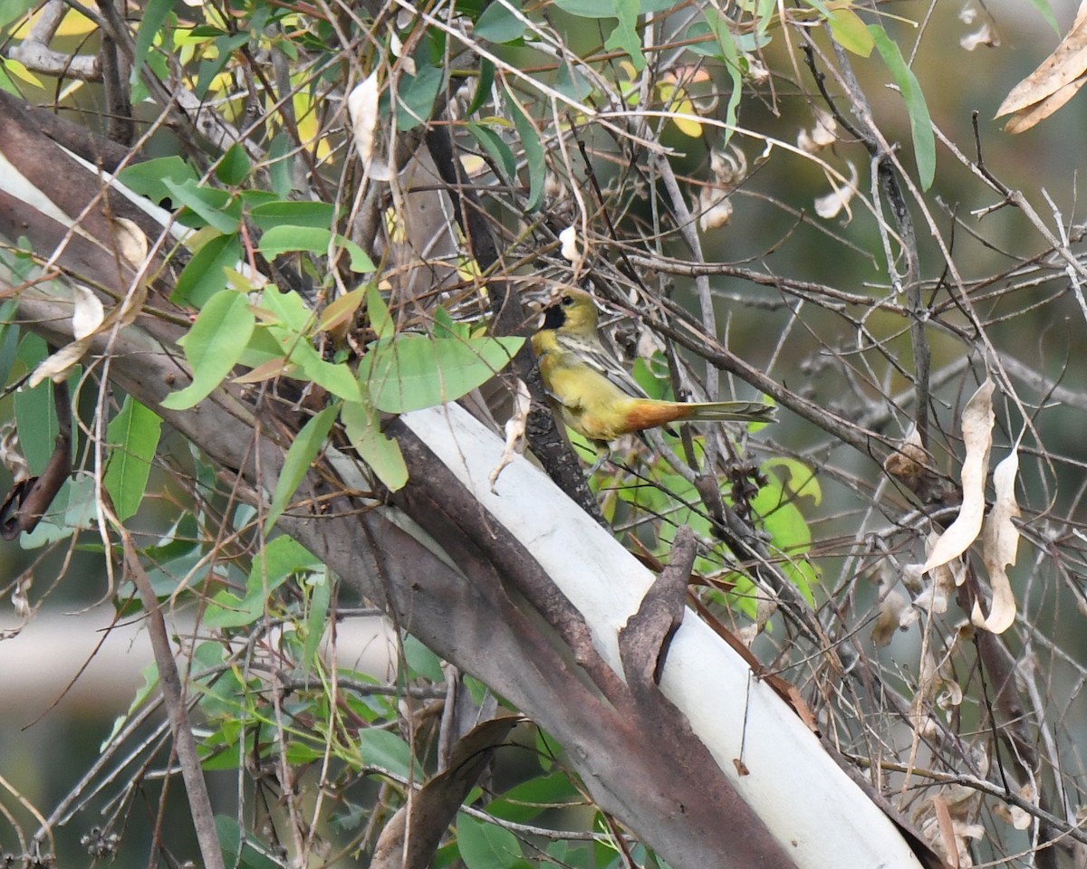 Orchard Oriole - ML615307916