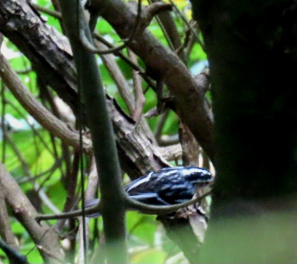 Black-and-white Warbler - ML615307919